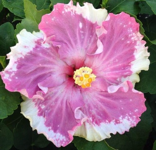 Hibiscus cajun color live - cajun,